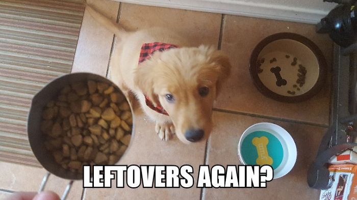 I Took Photos Of My 4-Month-Old Puppy & Added Captions To Them Of Her Thoughts I Took Photos Of My 4-Month-Old Puppy & Added Captions To Them Of Her Thoughts
