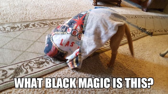 I Took Photos Of My 4-Month-Old Puppy & Added Captions To Them Of Her Thoughts I Took Photos Of My 4-Month-Old Puppy & Added Captions To Them Of Her Thoughts