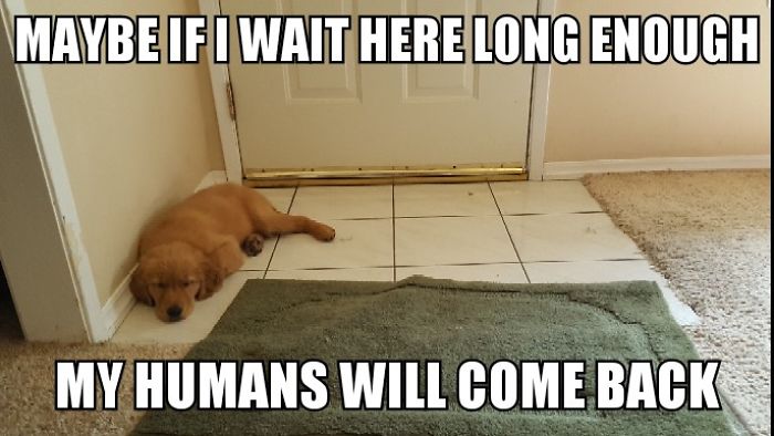 I Took Photos Of My 4-Month-Old Puppy & Added Captions To Them Of Her Thoughts I Took Photos Of My 4-Month-Old Puppy & Added Captions To Them Of Her Thoughts