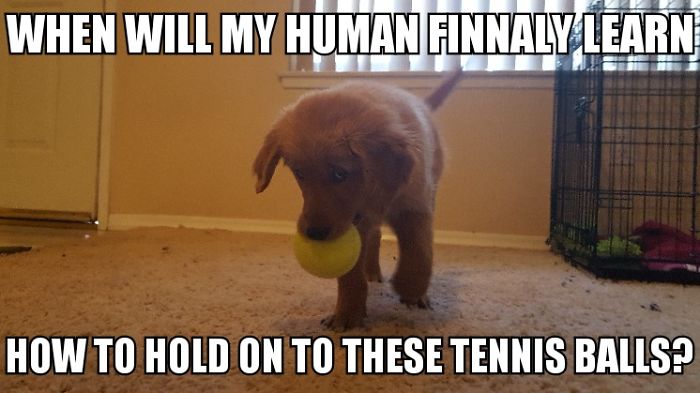 I Took Photos Of My 4-Month-Old Puppy & Added Captions To Them Of Her Thoughts I Took Photos Of My 4-Month-Old Puppy & Added Captions To Them Of Her Thoughts