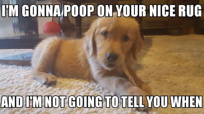 I Took Photos Of My 4-Month-Old Puppy & Added Captions To Them Of Her Thoughts I Took Photos Of My 4-Month-Old Puppy & Added Captions To Them Of Her Thoughts