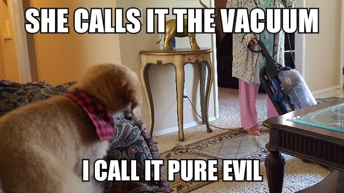 I Took Photos Of My 4-Month-Old Puppy & Added Captions To Them Of Her Thoughts I Took Photos Of My 4-Month-Old Puppy & Added Captions To Them Of Her Thoughts