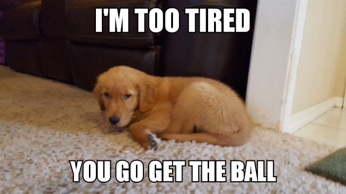 I Took Photos Of My 4-Month-Old Puppy & Added Captions To Them Of Her Thoughts I Took Photos Of My 4-Month-Old Puppy & Added Captions To Them Of Her Thoughts