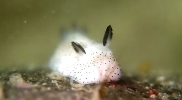 Sea Bunnies: Japan Is Going Crazy About These Furry Sea Slugs Sea Bunnies: Japan Is Going Crazy About These Furry Sea Slugs