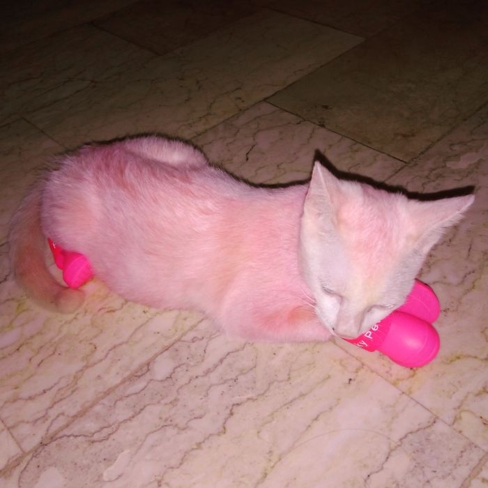 318 Extreme Haircut Transformations That Are Truly Inspiring 318 Extreme Haircut Transformations That Are Truly Inspiring