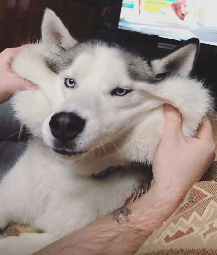 66 Squishy Dog Cheeks That Are Impossible To Resist Squishing 66 Squishy Dog Cheeks That Are Impossible To Resist Squishing