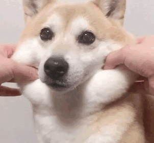 66 Squishy Dog Cheeks That Are Impossible To Resist Squishing 66 Squishy Dog Cheeks That Are Impossible To Resist Squishing