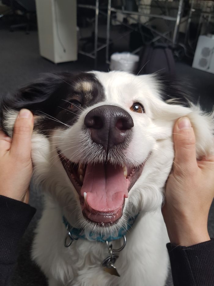 66 Squishy Dog Cheeks That Are Impossible To Resist Squishing 66 Squishy Dog Cheeks That Are Impossible To Resist Squishing