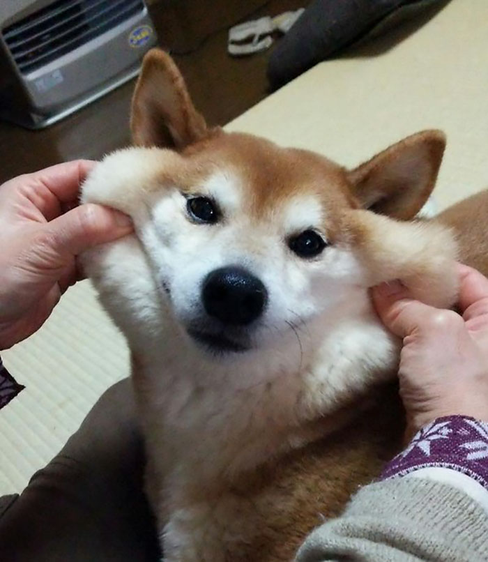 66 Squishy Dog Cheeks That Are Impossible To Resist Squishing 66 Squishy Dog Cheeks That Are Impossible To Resist Squishing