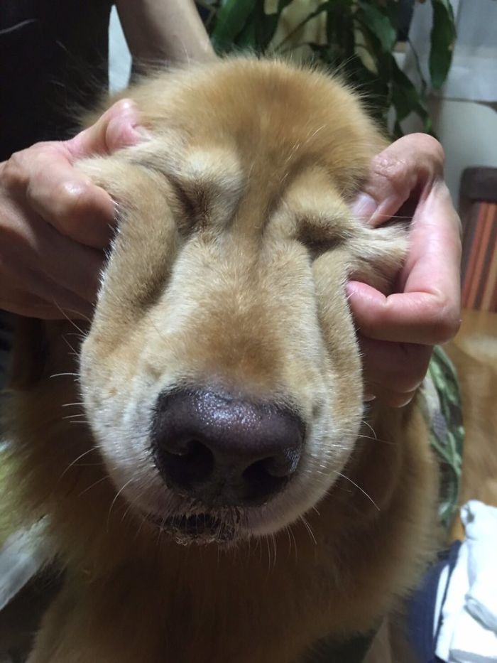 66 Squishy Dog Cheeks That Are Impossible To Resist Squishing 66 Squishy Dog Cheeks That Are Impossible To Resist Squishing