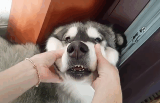 66 Squishy Dog Cheeks That Are Impossible To Resist Squishing 66 Squishy Dog Cheeks That Are Impossible To Resist Squishing