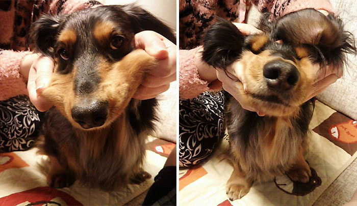 66 Squishy Dog Cheeks That Are Impossible To Resist Squishing 66 Squishy Dog Cheeks That Are Impossible To Resist Squishing