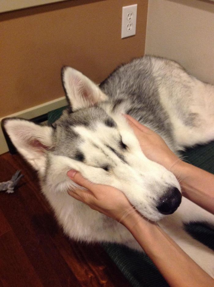 66 Squishy Dog Cheeks That Are Impossible To Resist Squishing 66 Squishy Dog Cheeks That Are Impossible To Resist Squishing