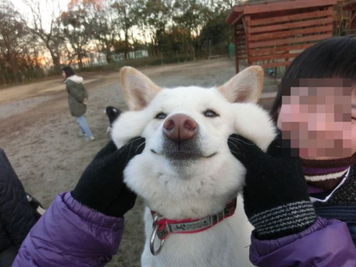 66 Squishy Dog Cheeks That Are Impossible To Resist Squishing 66 Squishy Dog Cheeks That Are Impossible To Resist Squishing