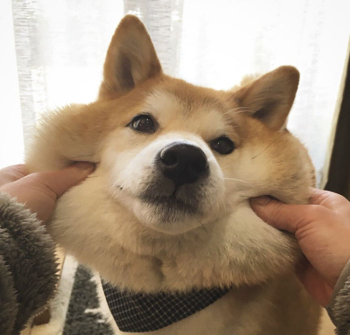 66 Squishy Dog Cheeks That Are Impossible To Resist Squishing 66 Squishy Dog Cheeks That Are Impossible To Resist Squishing