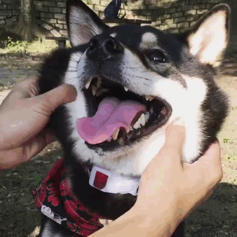 66 Squishy Dog Cheeks That Are Impossible To Resist Squishing 66 Squishy Dog Cheeks That Are Impossible To Resist Squishing