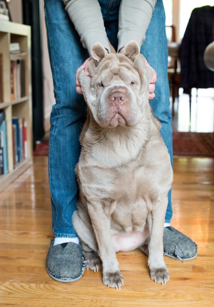 66 Squishy Dog Cheeks That Are Impossible To Resist Squishing 66 Squishy Dog Cheeks That Are Impossible To Resist Squishing