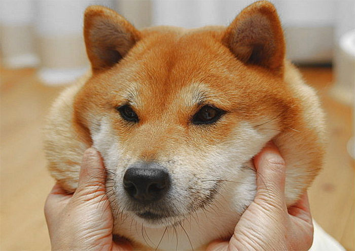 66 Squishy Dog Cheeks That Are Impossible To Resist Squishing 66 Squishy Dog Cheeks That Are Impossible To Resist Squishing