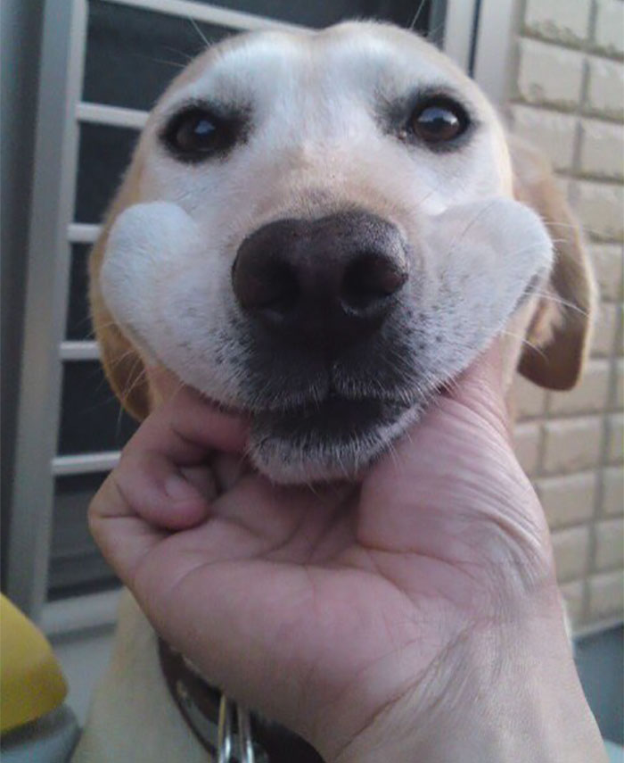 66 Squishy Dog Cheeks That Are Impossible To Resist Squishing 66 Squishy Dog Cheeks That Are Impossible To Resist Squishing