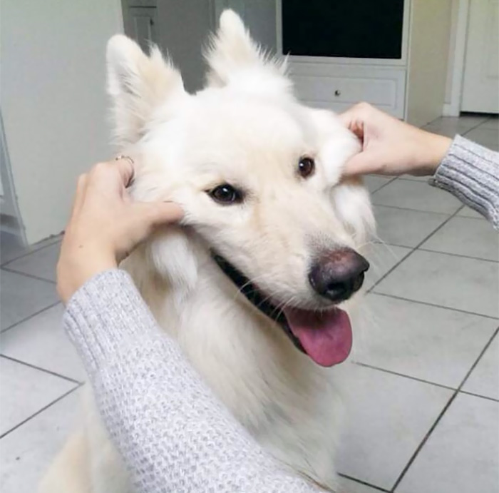 66 Squishy Dog Cheeks That Are Impossible To Resist Squishing 66 Squishy Dog Cheeks That Are Impossible To Resist Squishing