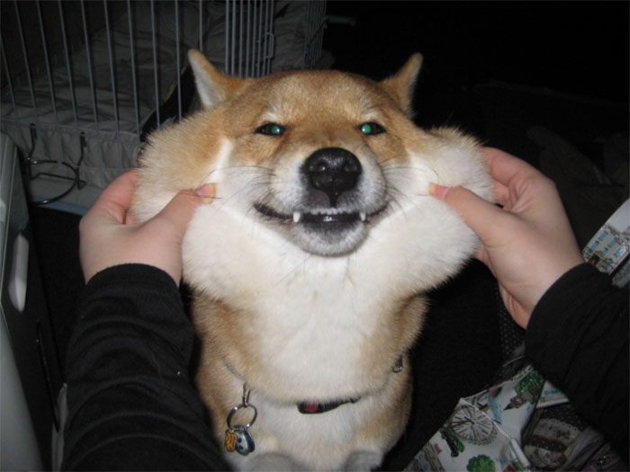 66 Squishy Dog Cheeks That Are Impossible To Resist Squishing 66 Squishy Dog Cheeks That Are Impossible To Resist Squishing