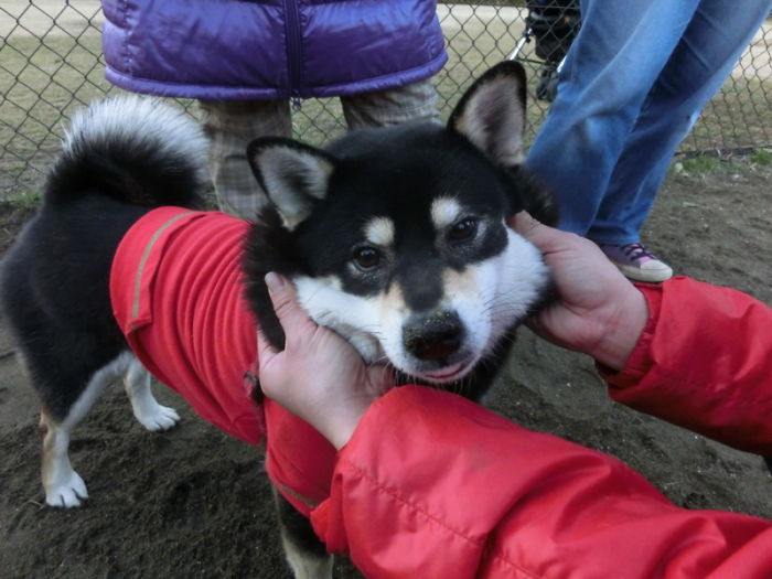 66 Squishy Dog Cheeks That Are Impossible To Resist Squishing 66 Squishy Dog Cheeks That Are Impossible To Resist Squishing