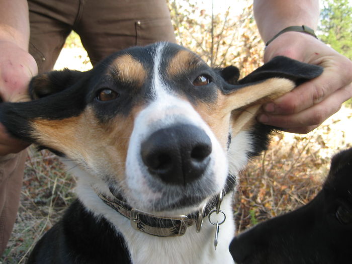 66 Squishy Dog Cheeks That Are Impossible To Resist Squishing 66 Squishy Dog Cheeks That Are Impossible To Resist Squishing