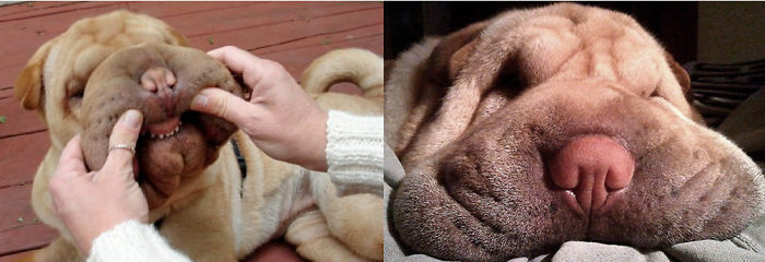 66 Squishy Dog Cheeks That Are Impossible To Resist Squishing 66 Squishy Dog Cheeks That Are Impossible To Resist Squishing