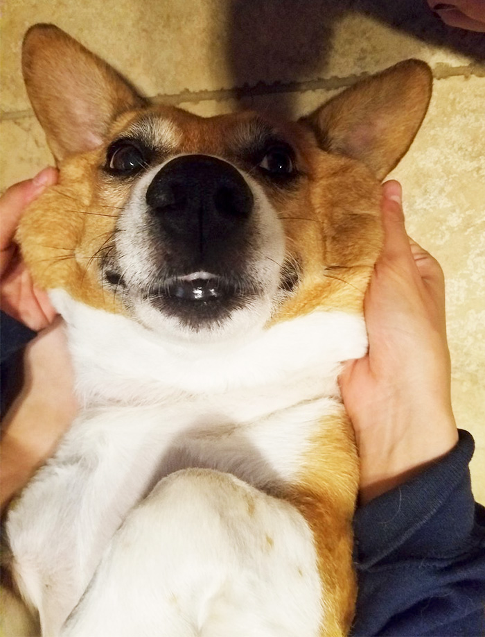 66 Squishy Dog Cheeks That Are Impossible To Resist Squishing 66 Squishy Dog Cheeks That Are Impossible To Resist Squishing