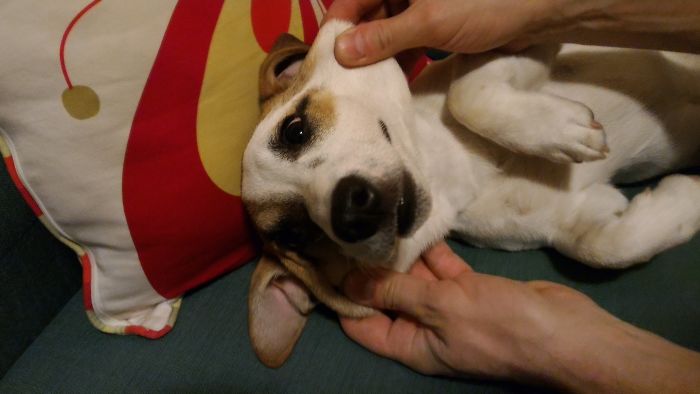 66 Squishy Dog Cheeks That Are Impossible To Resist Squishing 66 Squishy Dog Cheeks That Are Impossible To Resist Squishing