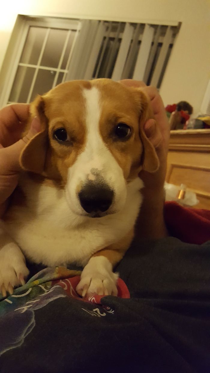 66 Squishy Dog Cheeks That Are Impossible To Resist Squishing 66 Squishy Dog Cheeks That Are Impossible To Resist Squishing