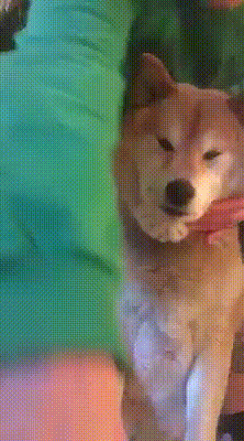 66 Squishy Dog Cheeks That Are Impossible To Resist Squishing 66 Squishy Dog Cheeks That Are Impossible To Resist Squishing