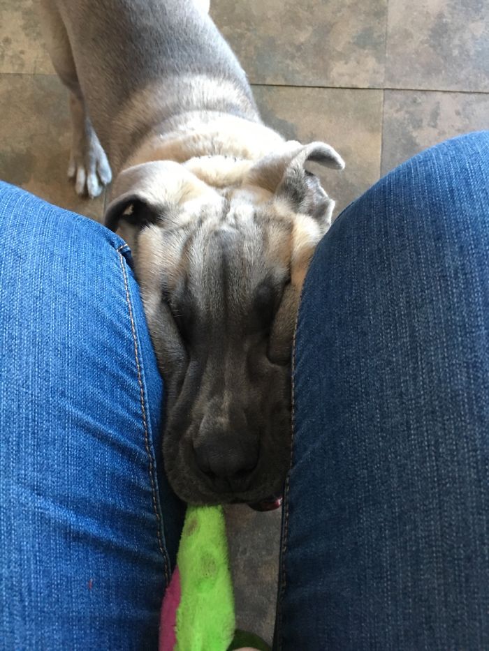 66 Squishy Dog Cheeks That Are Impossible To Resist Squishing 66 Squishy Dog Cheeks That Are Impossible To Resist Squishing