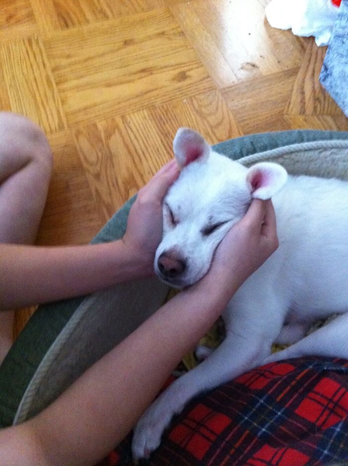 66 Squishy Dog Cheeks That Are Impossible To Resist Squishing 66 Squishy Dog Cheeks That Are Impossible To Resist Squishing