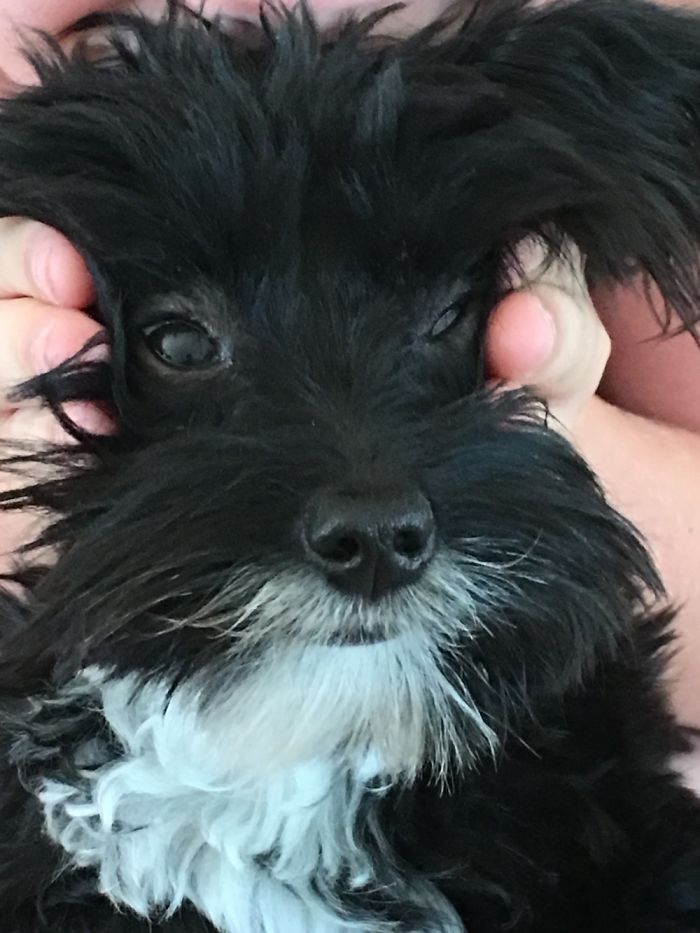 66 Squishy Dog Cheeks That Are Impossible To Resist Squishing 66 Squishy Dog Cheeks That Are Impossible To Resist Squishing