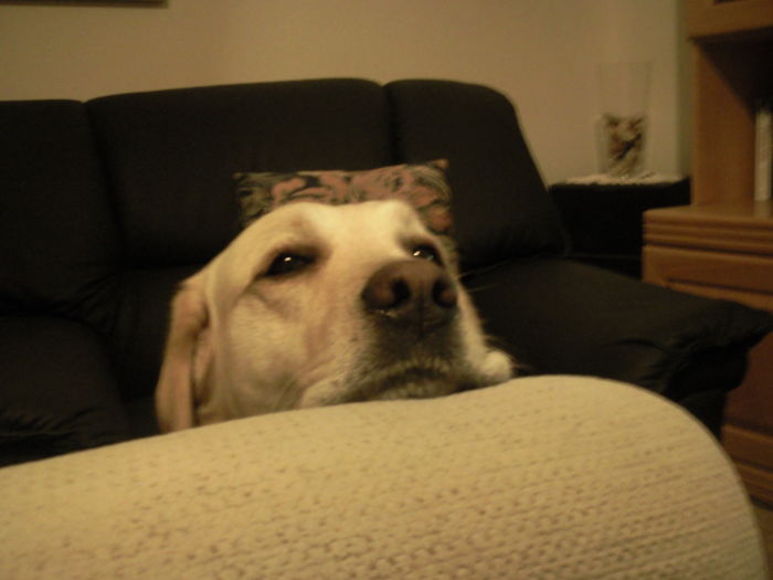 66 Squishy Dog Cheeks That Are Impossible To Resist Squishing 66 Squishy Dog Cheeks That Are Impossible To Resist Squishing