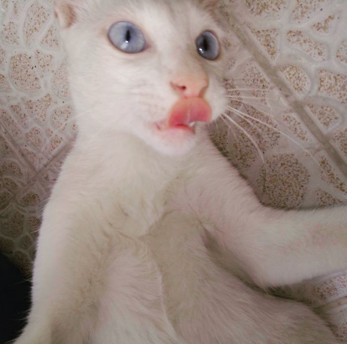 66 Squishy Dog Cheeks That Are Impossible To Resist Squishing 66 Squishy Dog Cheeks That Are Impossible To Resist Squishing