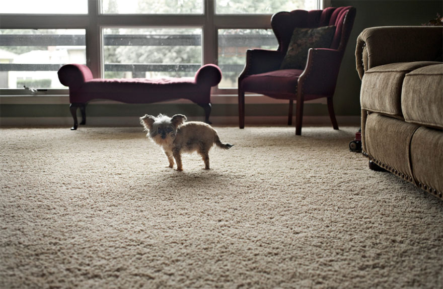 125 Old Souls Of Elderly Dogs Captured By Nancy LeVine 125 Old Souls Of Elderly Dogs Captured By Nancy LeVine