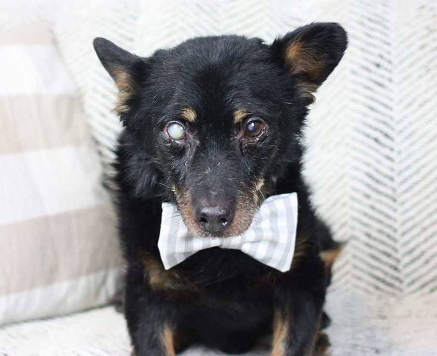 125 Old Souls Of Elderly Dogs Captured By Nancy LeVine 125 Old Souls Of Elderly Dogs Captured By Nancy LeVine