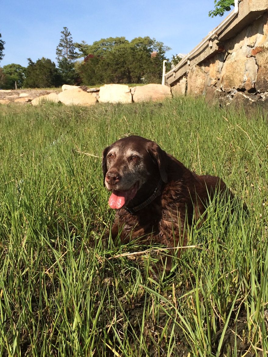 125 Old Souls Of Elderly Dogs Captured By Nancy LeVine 125 Old Souls Of Elderly Dogs Captured By Nancy LeVine
