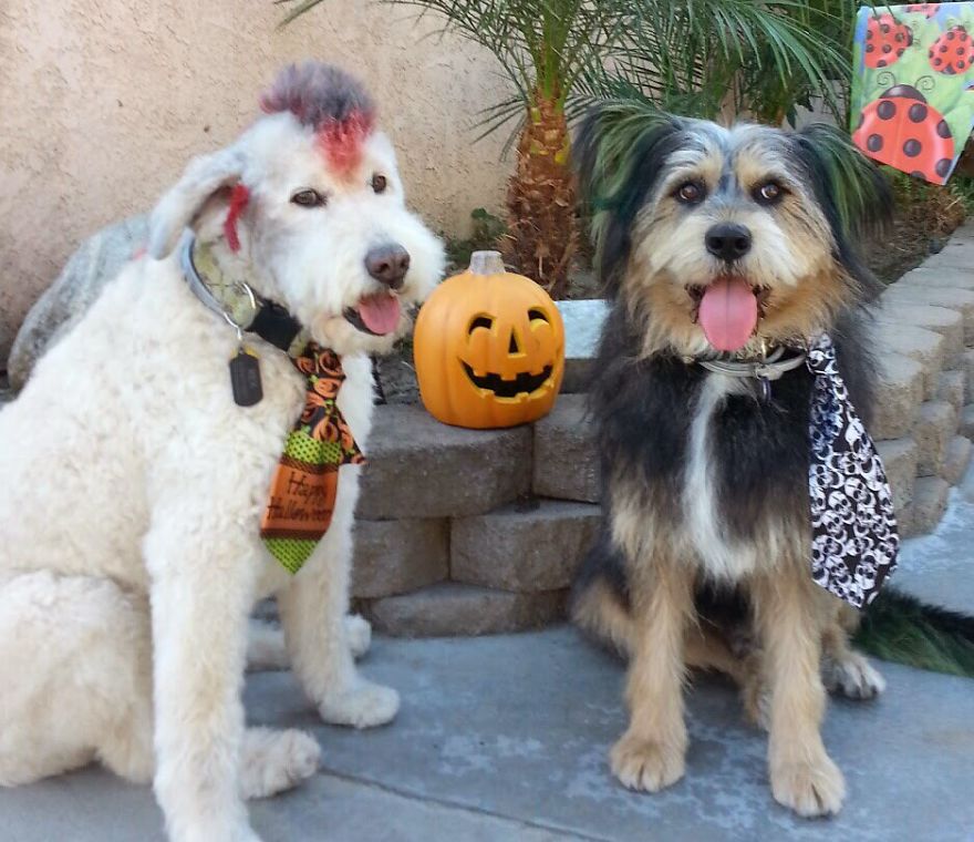 125 Old Souls Of Elderly Dogs Captured By Nancy LeVine 125 Old Souls Of Elderly Dogs Captured By Nancy LeVine