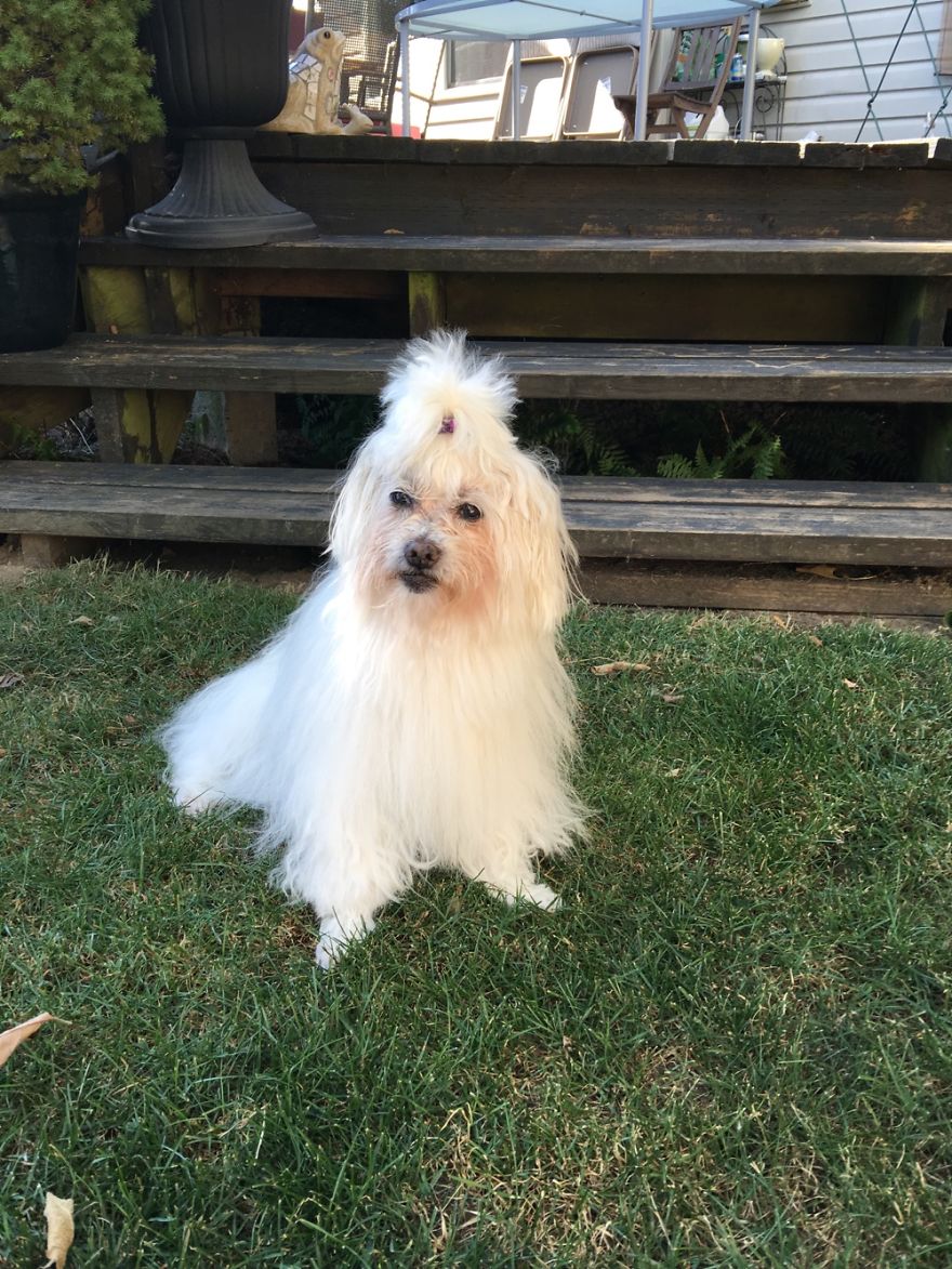 125 Old Souls Of Elderly Dogs Captured By Nancy LeVine 125 Old Souls Of Elderly Dogs Captured By Nancy LeVine