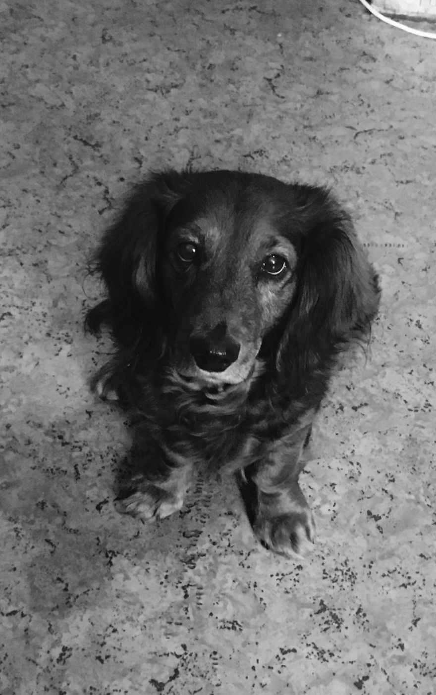 125 Old Souls Of Elderly Dogs Captured By Nancy LeVine 125 Old Souls Of Elderly Dogs Captured By Nancy LeVine