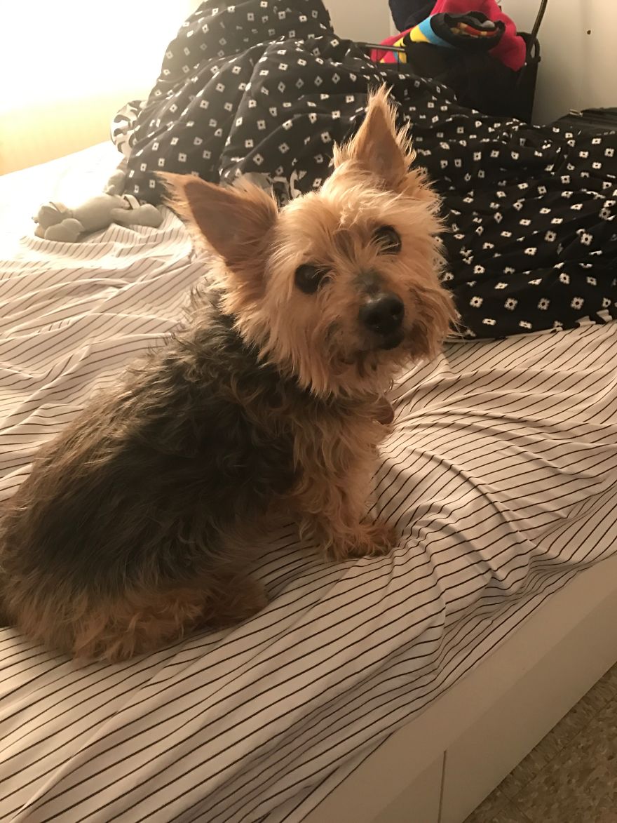 125 Old Souls Of Elderly Dogs Captured By Nancy LeVine 125 Old Souls Of Elderly Dogs Captured By Nancy LeVine