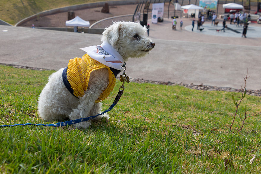 125 Old Souls Of Elderly Dogs Captured By Nancy LeVine 125 Old Souls Of Elderly Dogs Captured By Nancy LeVine