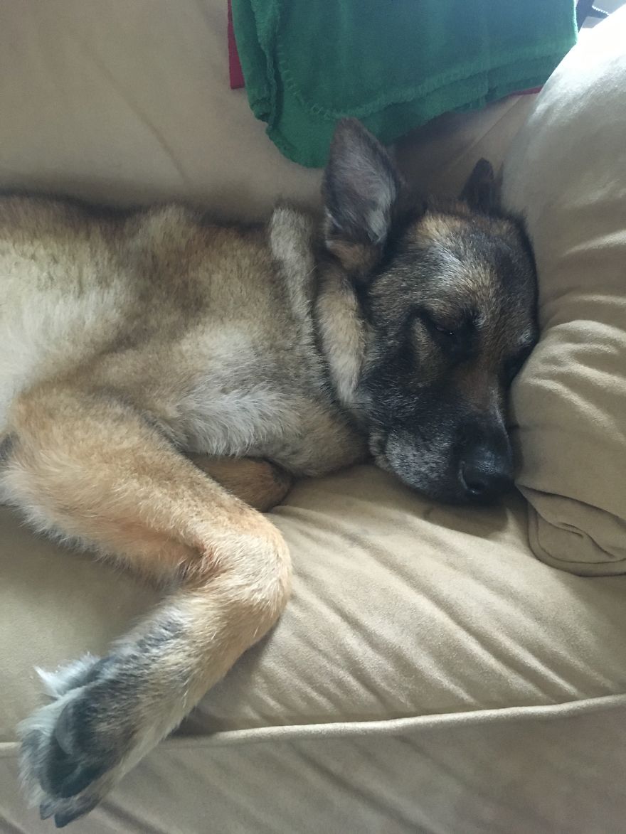 125 Old Souls Of Elderly Dogs Captured By Nancy LeVine 125 Old Souls Of Elderly Dogs Captured By Nancy LeVine