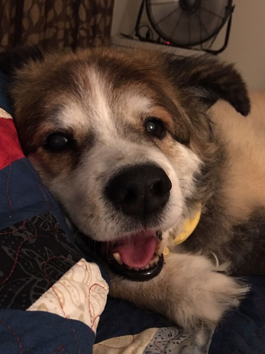 125 Old Souls Of Elderly Dogs Captured By Nancy LeVine 125 Old Souls Of Elderly Dogs Captured By Nancy LeVine