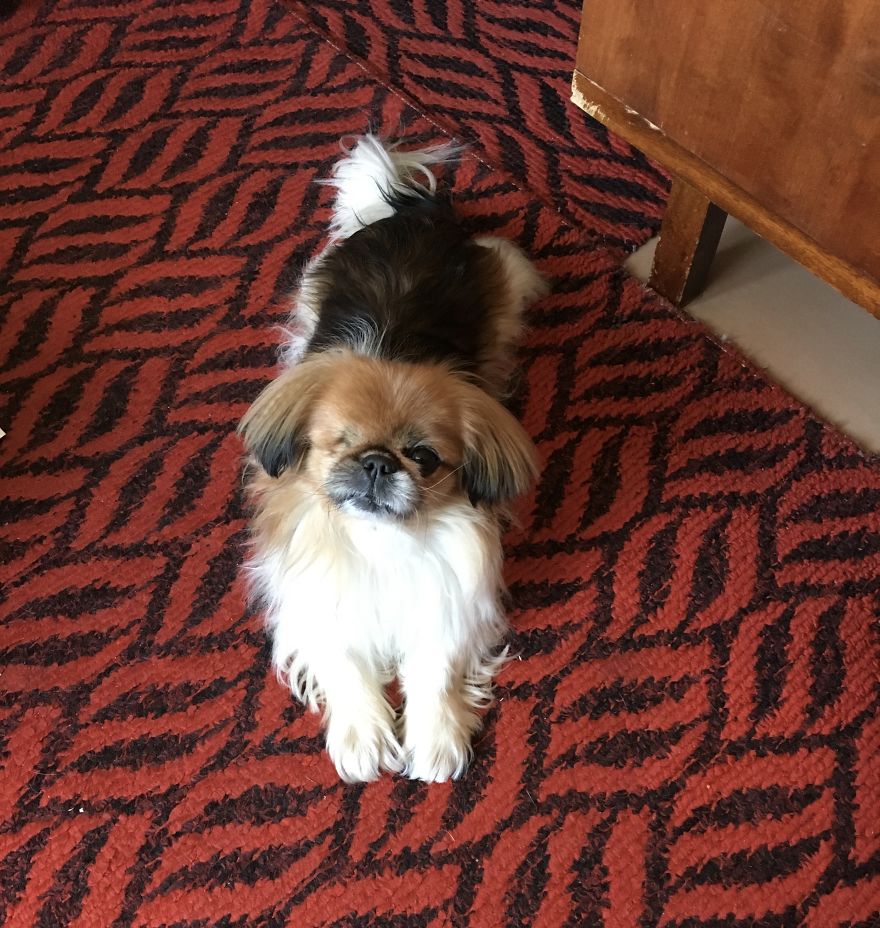 125 Old Souls Of Elderly Dogs Captured By Nancy LeVine 125 Old Souls Of Elderly Dogs Captured By Nancy LeVine