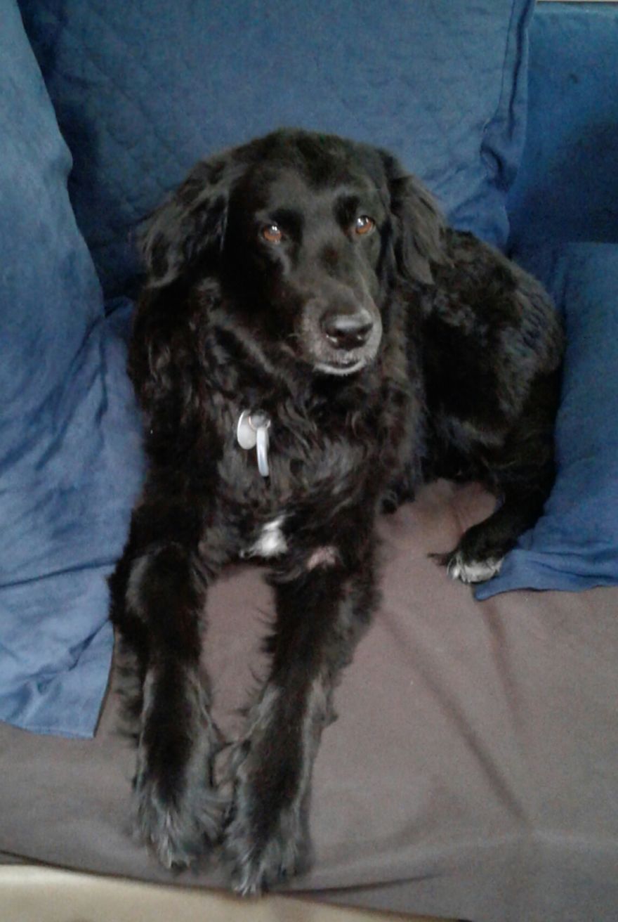 125 Old Souls Of Elderly Dogs Captured By Nancy LeVine 125 Old Souls Of Elderly Dogs Captured By Nancy LeVine