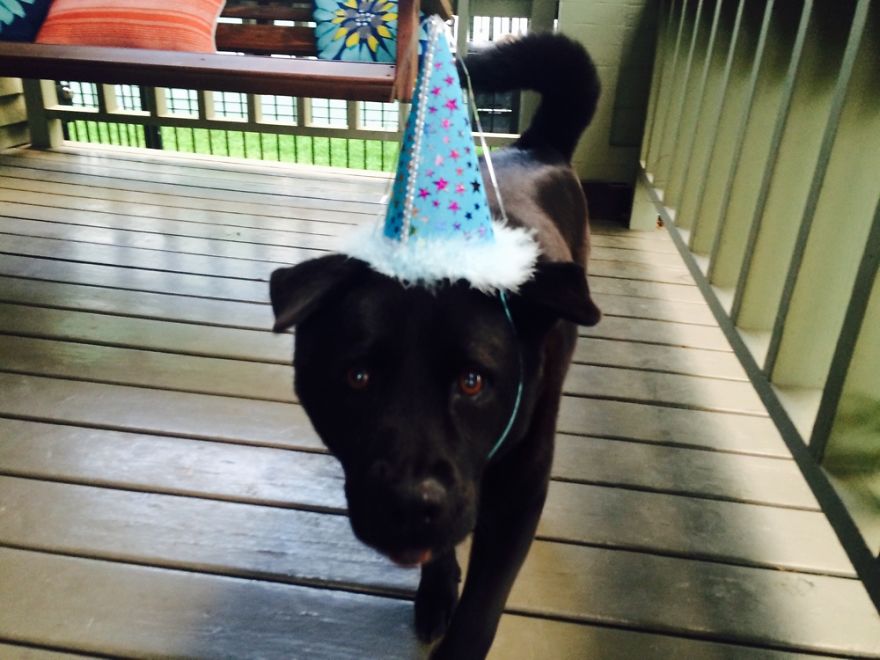 125 Old Souls Of Elderly Dogs Captured By Nancy LeVine 125 Old Souls Of Elderly Dogs Captured By Nancy LeVine